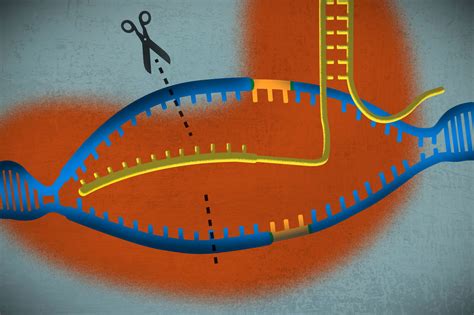 CRISPR, one of the biggest science stories of the decade, explained - Vox