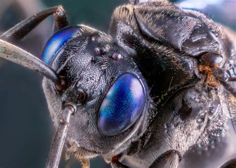 Amazing Insects - the cockroach killing wasp — Allan Walls Photography