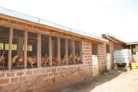 Beginner's Guide to Village or Local Chicken Farming | Poultry house ...