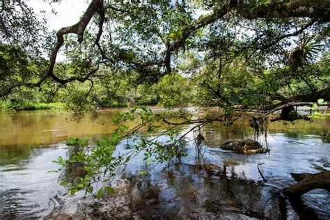 Premium Photo | A calm river in the deep forest