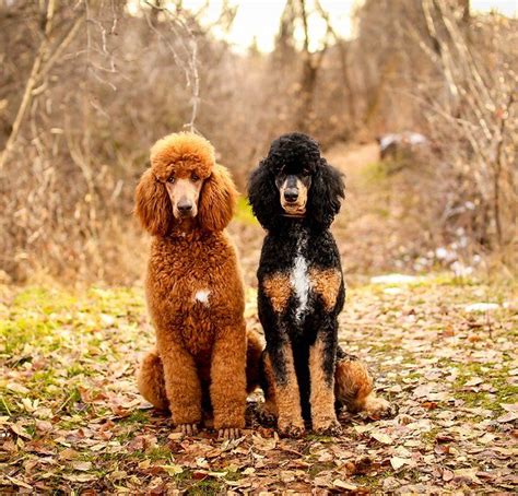 Phantom standard poodle | Royal Ridge Standard Poodles | United States ...