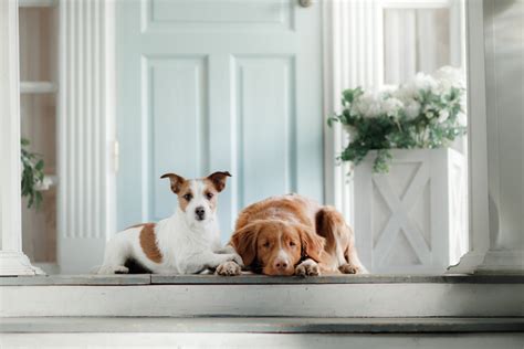 Why Pet-Friendly Homes Are In High Demand | South Orange County Real ...