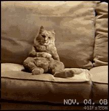 Cats-standing-up GIFs - Get the best GIF on GIPHY