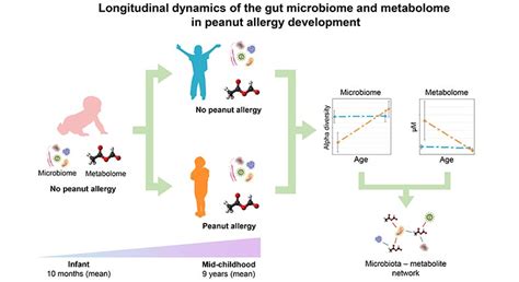 Mount Sinai Researchers Uncover Early Signs in Gut Bacteria That Could Predict Peanut Allergy ...