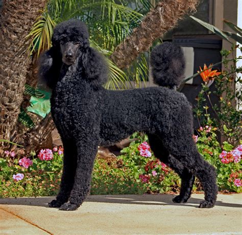 Standard Poodles, Standard Poodle Puppies Breeder California