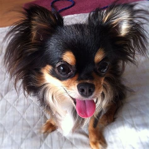 Nice Hair | Chiweenie, Cool hairstyles, I love dogs