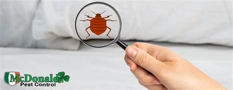 Bed Bug Infestation - The Ultimate Guide to Dealing with Bed Bugs