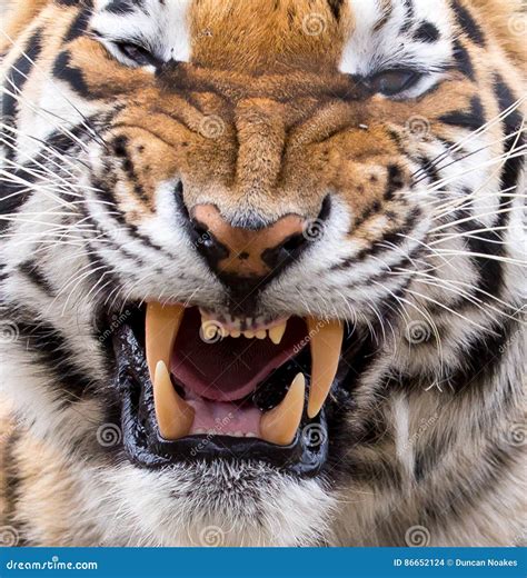 Tiger Teeth Royalty-Free Stock Image | CartoonDealer.com #10188028