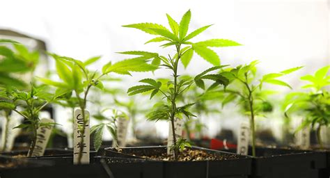 The Art of Cloning Cannabis Plants | High Green News