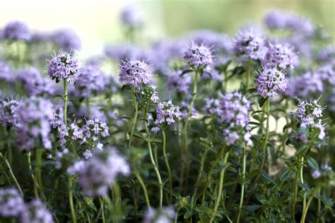 Summer Savory: Plant Care & Growing Guide