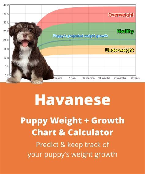 Havapoo Size Chart Interactive Weight Calculator Doodle, 48% OFF