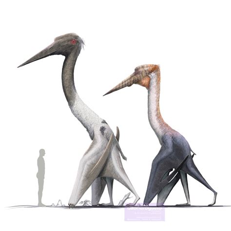 Quetzalcoatlus Size Comparison