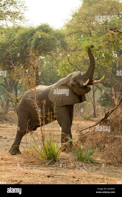 Elephant with foliage in mouth hi-res stock photography and images - Alamy