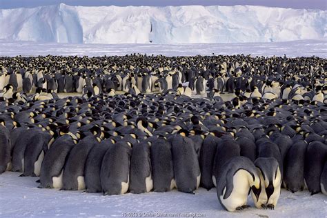 Emperor penguin imagesEmperor: A Survival Story | Nature Picture Library