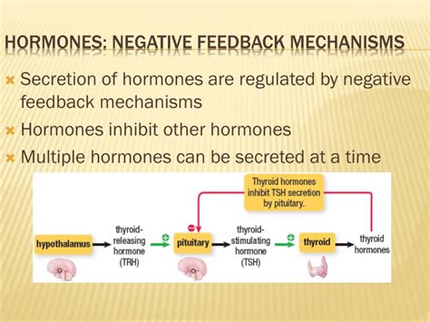 PPT - The Endocrine system http://www.youtube.com/watch?v=WVrlHH14q3o PowerPoint Presentation ...