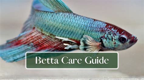 Betta Fish Care Guide 101 - FishTanko