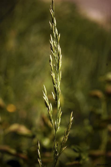 Las flores silvestres de Hormaza: Festuca arundinacea