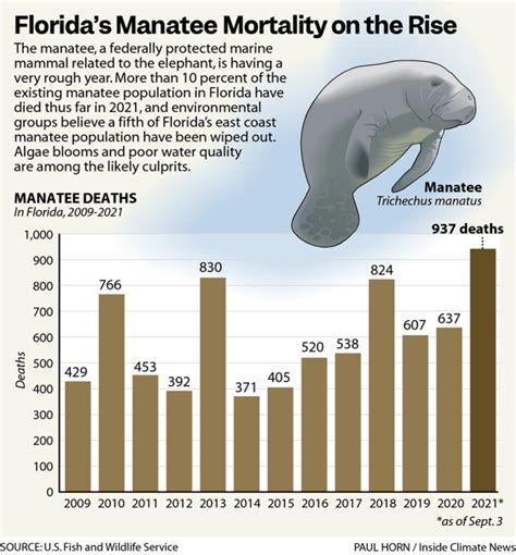 Four Years Ago, Manatees Were Declared No Longer Endangered. Now They ...