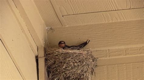 Barn Swallows build nest 5 26 19 - YouTube