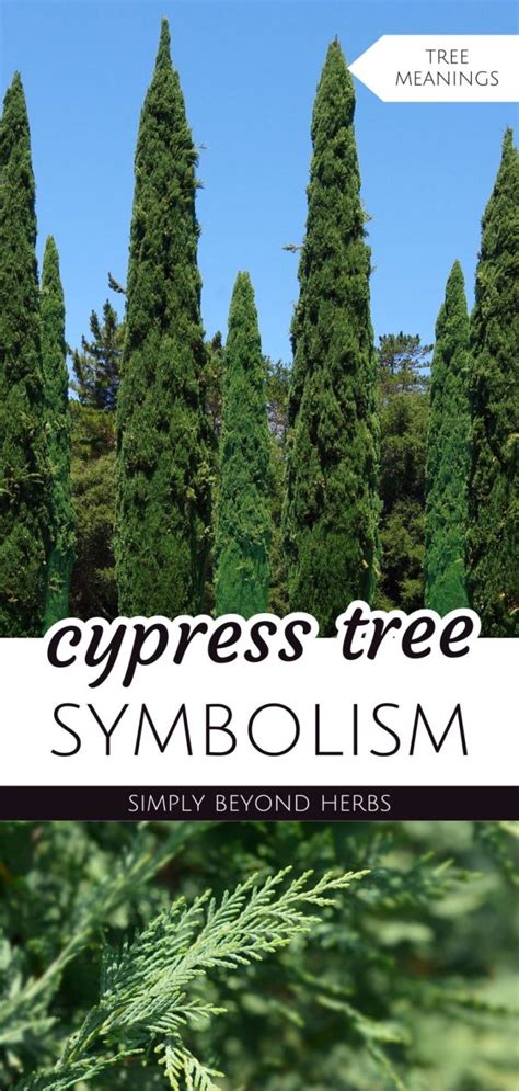 Cypress Tree Symbolism and Meaning Behind: Ultimate Guide - SimplyBeyondHerbs