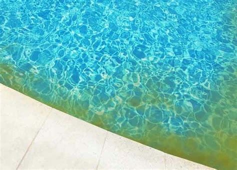 Yellow Mustard Algae | Polished Pools