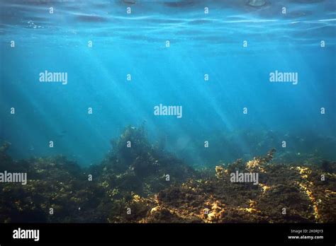 Forest of Seaweed, Seaweed Underwater, Underwater Scene Stock Photo - Alamy