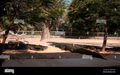 Dubai crocodile park Stock Photo - Alamy