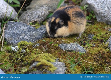 Norwegian Lemming, Jotunheimen, Norway Stock Photo - Image of norwegian, summer: 160120364