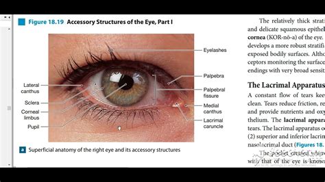 Eye surface anatomy 2 - YouTube