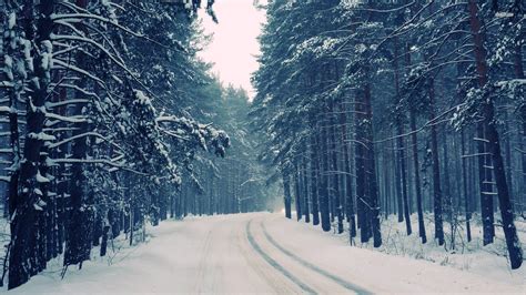 Snowy Forest Desktop Wallpaper - WallpaperSafari