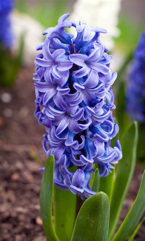 Hyacinth | Types of Flowers | Pinterest