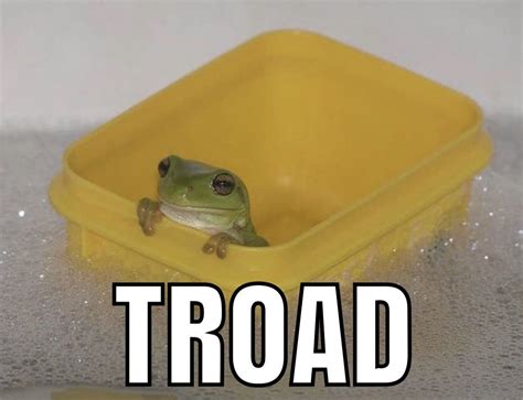 tranquil toad | Frog, Frog and toad, Toad