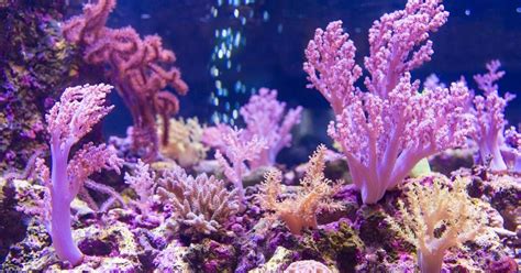 Best Reef Aquarium Supplements | PetGuide