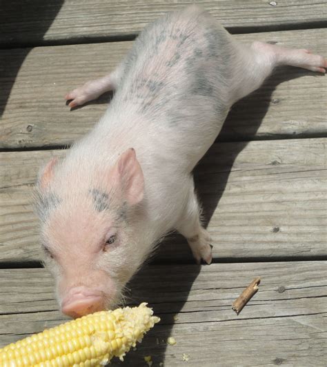 Can Pigs Eat Corn Cobs - CANZI