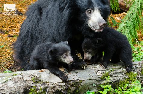 New Year welcomes sloth bear twins!