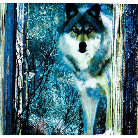 Blue wolf Digital Art by Kim Prowse - Fine Art America