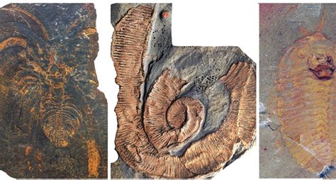 Fossil site reveals giant arthropods dominated the seas 470 million years ago - News