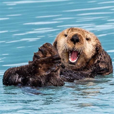 Laughing Sea Otter Sea Otters, Humorous Animal Photo, Wildlife ...