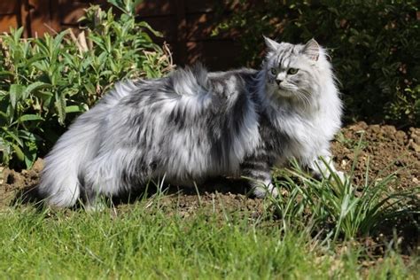 Gray Persian Cats Photo Gallery, 45% OFF