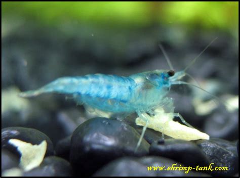 Blue velvet neocaridina shrimp eating a piece of flake