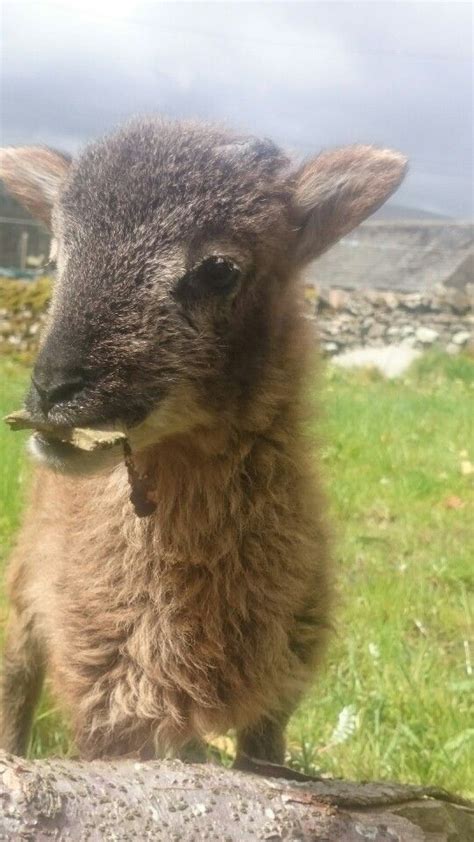 Soay lamb | Scottish animals, Animals, Lamb sheep