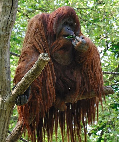 Pikaia – Orangutan is the new blacki