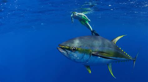 Fishing Charters In Cabo San Lucas - Los Cabos Passport