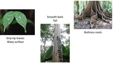 Plant Adaptations In The Tropical Rainforest - Tropical Rainforest ...