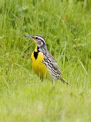 Montana State Bird: The Western Meadowlark