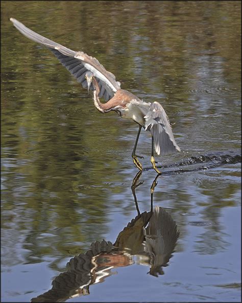 Everglades Wildlife | Raymond Gehman Photography