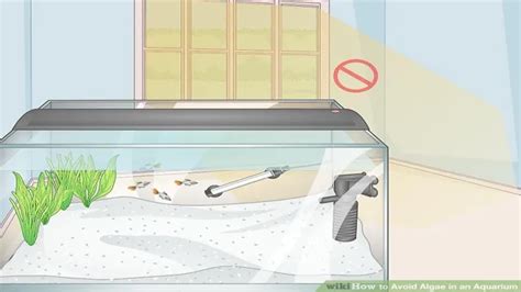 How to Avoid Algae in Aquarium: Tips and Tricks for a Clear and Clean ...