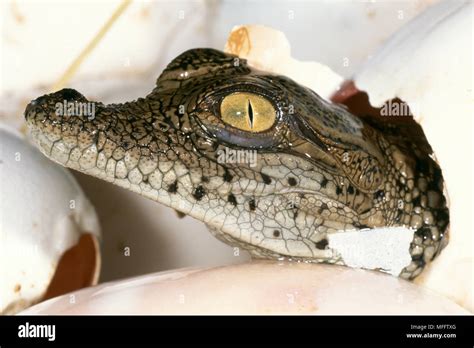 Baby crocodiles hatching hi-res stock photography and images - Alamy