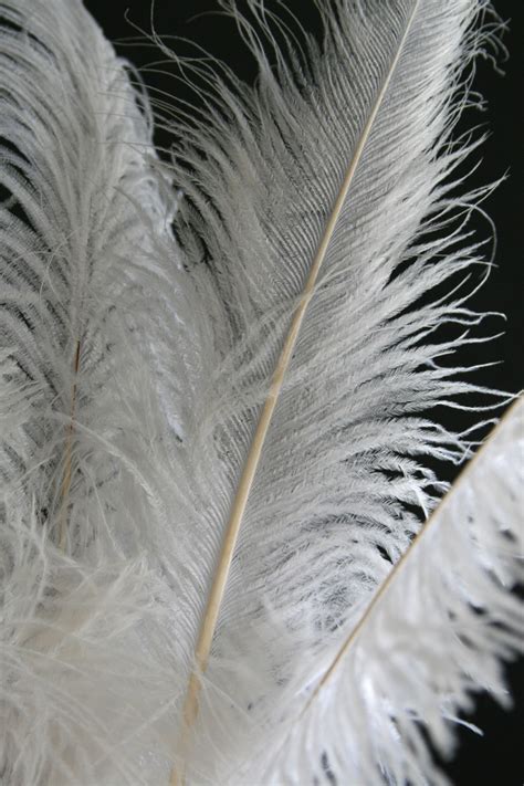 Buy Ostrich Feathers | Feather Plumes | ShopWildThings.com