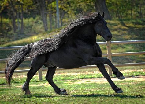 The real-life Black Beauty: meet the stallion dubbed the ‘most ...